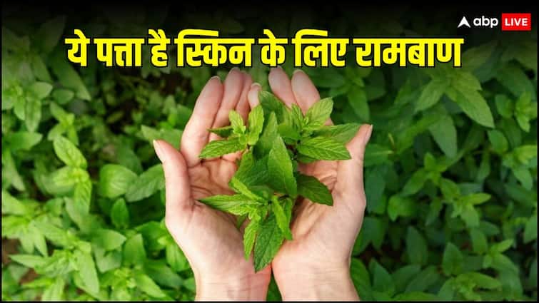 tulsi benefits for face know its uses for glowing skin