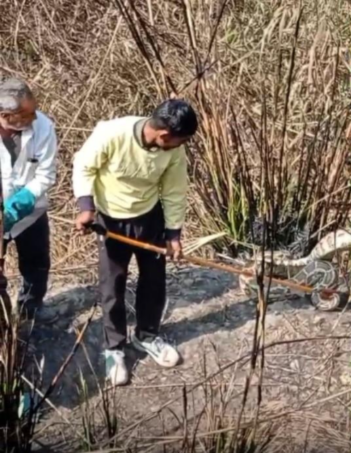 Two pythons rescued from Ganganahar track in Modinagar | Modinagar python rescue