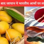 Japan Bans Indian Mangoes