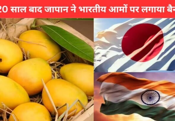 Japan Bans Indian Mangoes