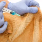 Vaccinates 75,006 Stray Dogs