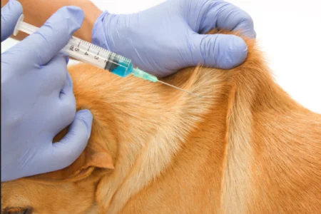 Vaccinates 75,006 Stray Dogs